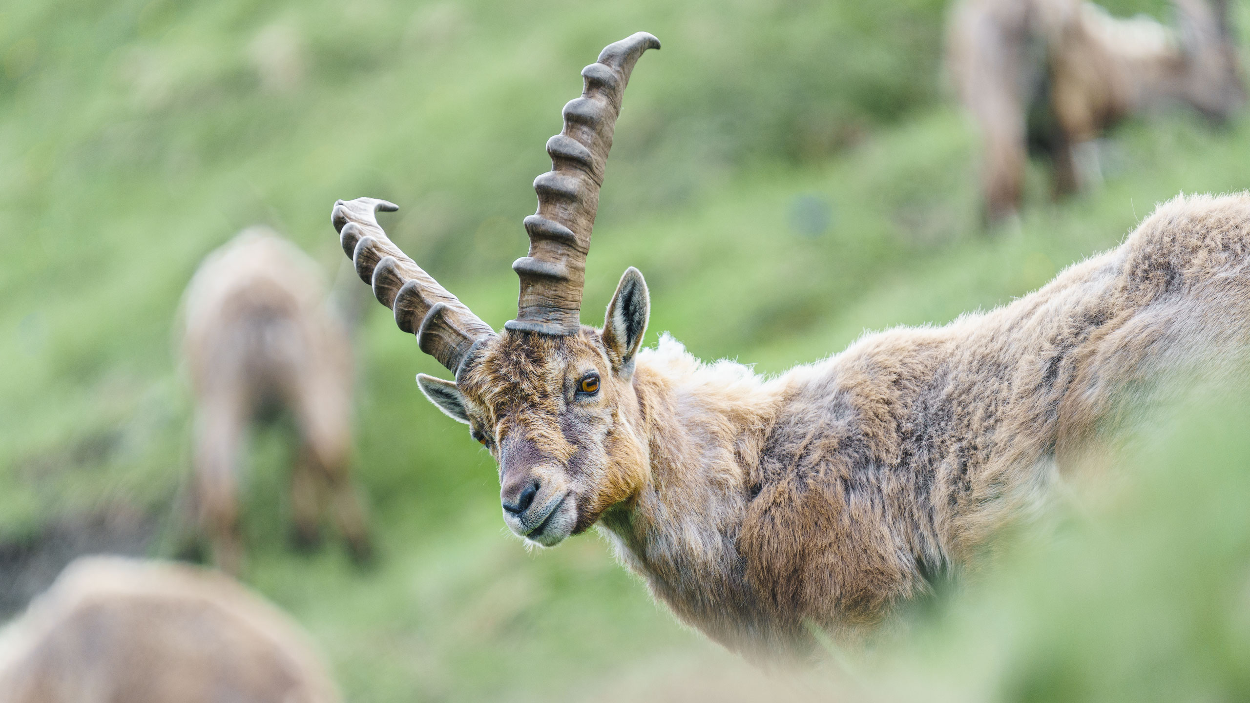 Slider Steinbock